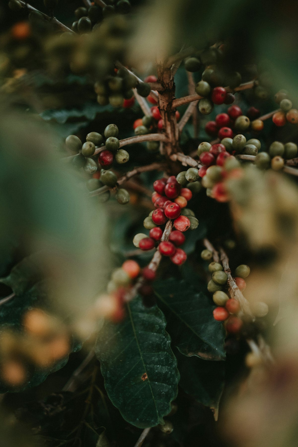 Close-up of berries and leaves with a blurred background